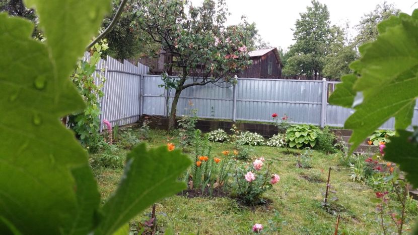  - 000000000000001   GRADINA MEA