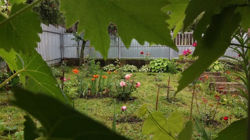  - 000000000000001   GRADINA MEA