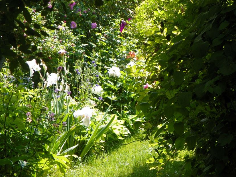 7 iun (8) - Gradina 2017