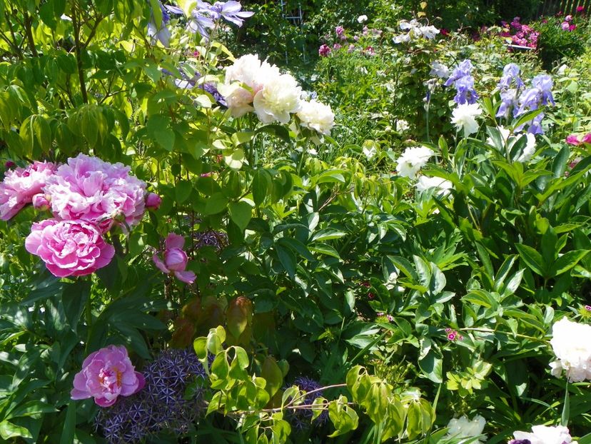 7 iun (25) - Gradina 2017