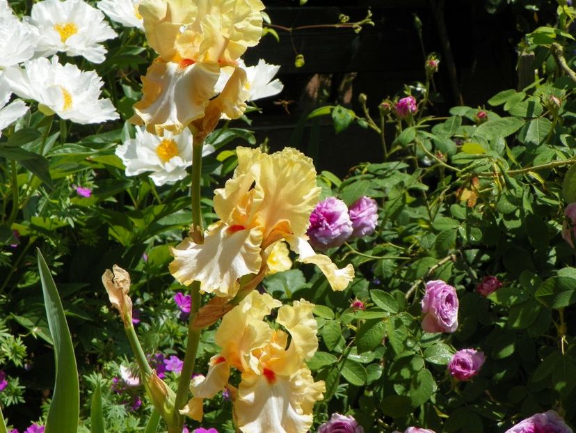 Champagne Waltz - Irisi 2017