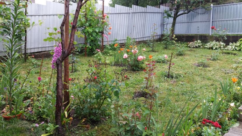  - 000000000000001   GRADINA MEA