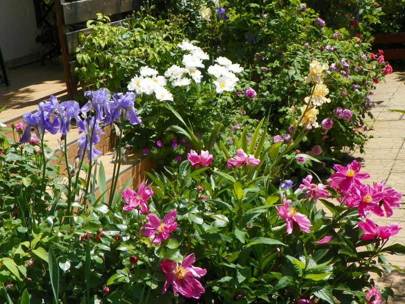 7 iun (211) - Gradina 2017