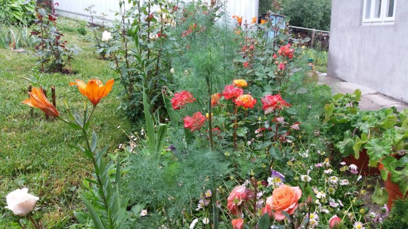 1497001836182-267569162 - 000000000000001   GRADINA MEA