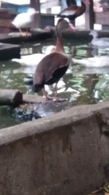  - Gasca cu ciocul rosu