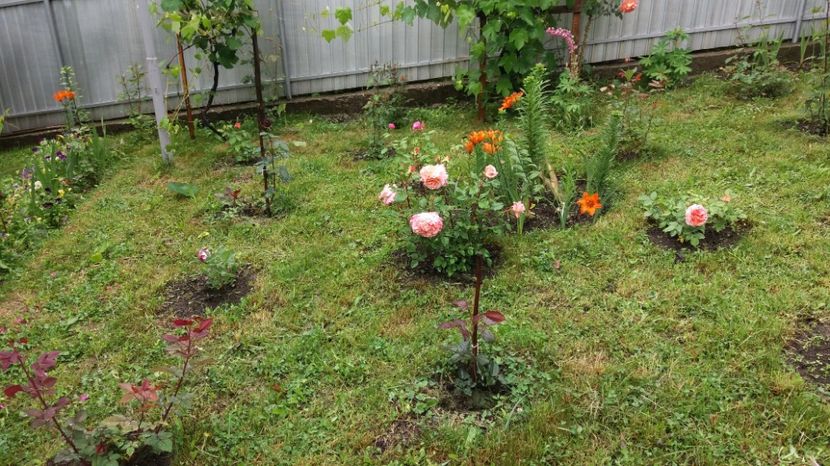 1497002335056-365846082 - 000000000000001   GRADINA MEA