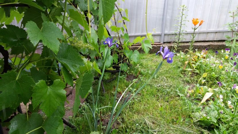  - 000000000000001   GRADINA MEA