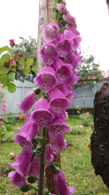  - 000000000000001   GRADINA MEA