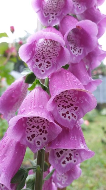 1497002426575-553618110 - 000000000000001   GRADINA MEA