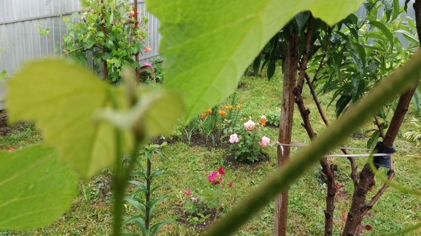 1497002512942-94142648 - 000000000000001   GRADINA MEA