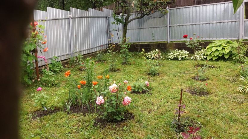 1497002532998-1771250003 - 000000000000001   GRADINA MEA