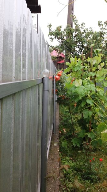 1497002551353-881841123 - 000000000000001   GRADINA MEA