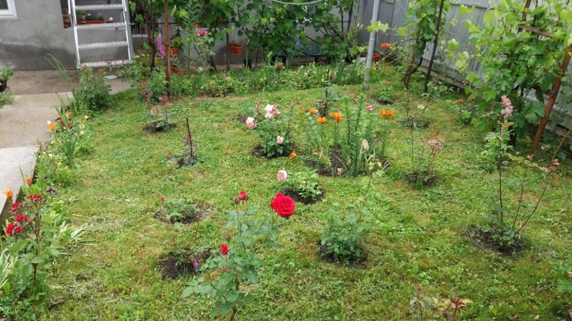  - 000000000000001   GRADINA MEA