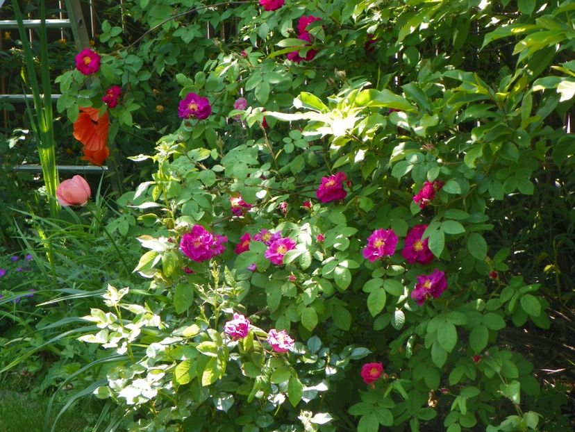 Alain Blanchard - Trandafiri 2017-1