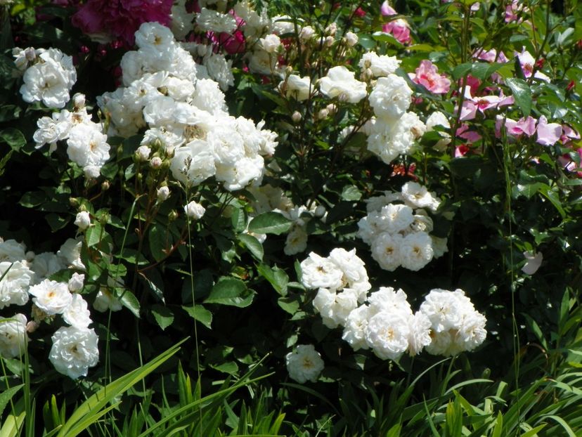 Marie Pavic - Trandafiri 2017-1