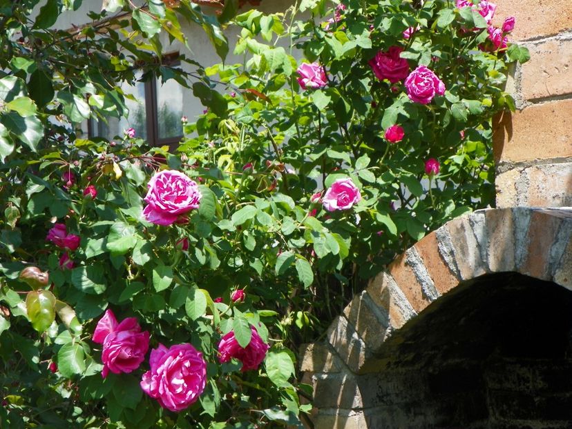 Futtacker Schlingrose - Trandafiri 2017-1