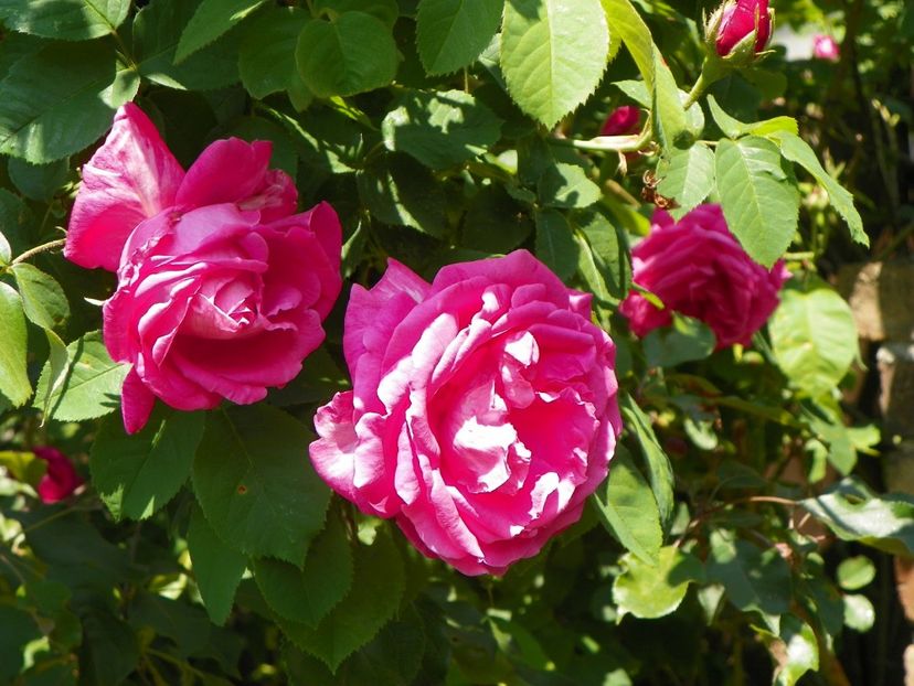 Futtacker Schlingrose - Trandafiri 2017-1