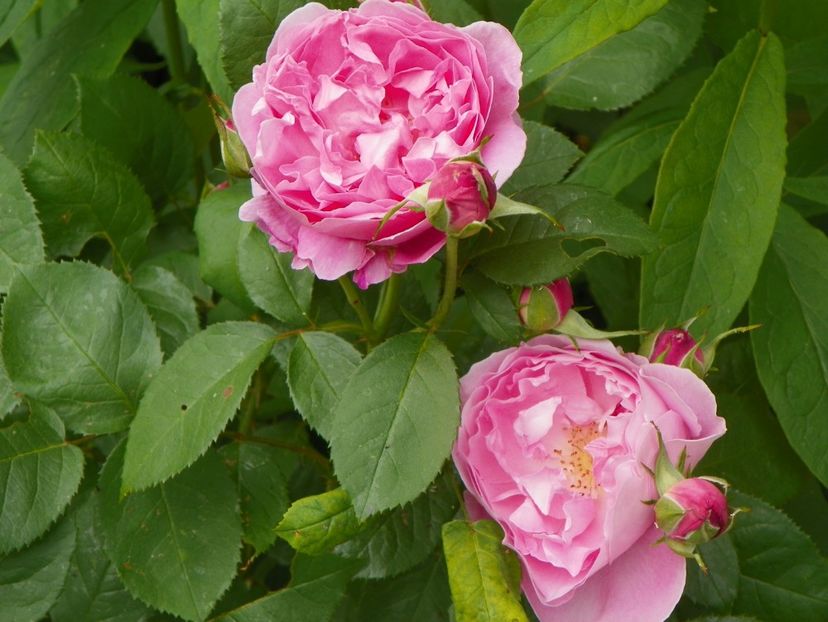 Mary Rose - Trandafiri 2017-1