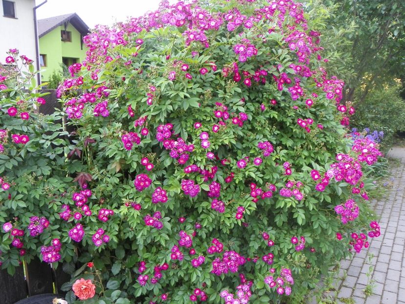 Perennial Blue - Trandafiri 2017-1