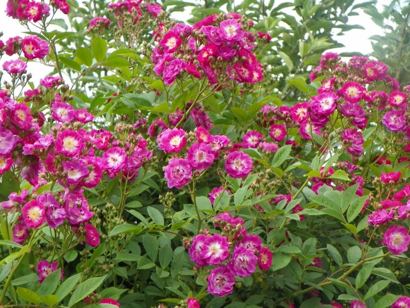 Perennial Blue - Trandafiri 2017-1