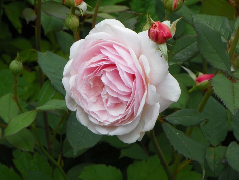 A Shropshire Lad - Trandafiri 2017-1