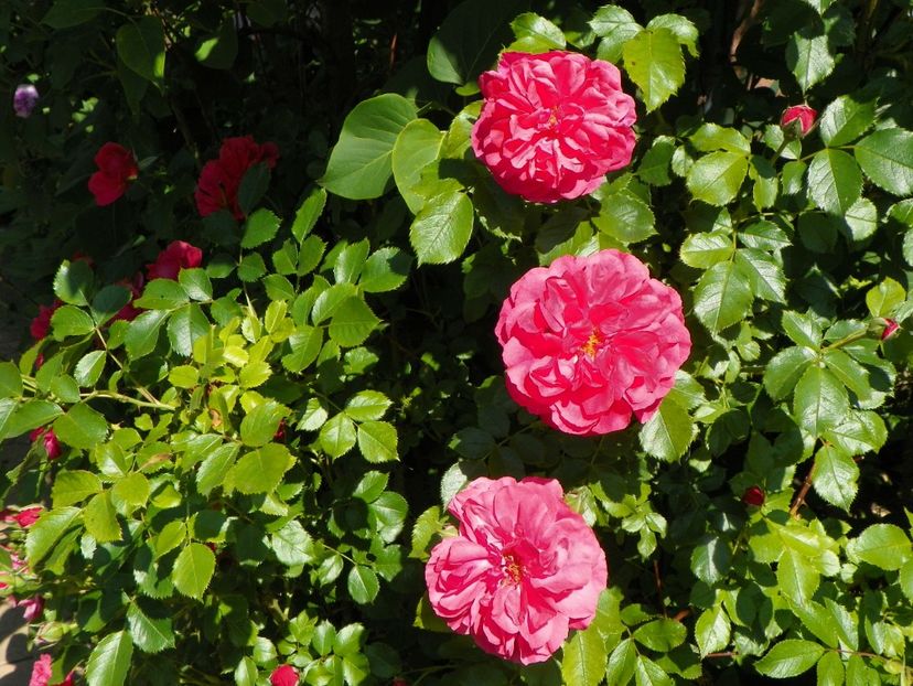 Rosarium Uetersen - Trandafiri 2017-1