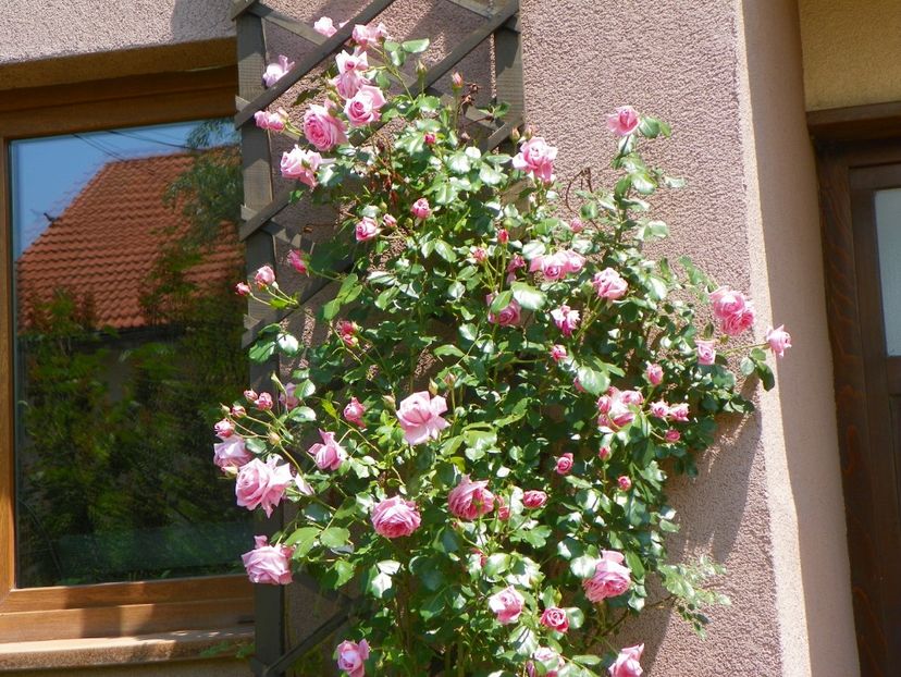 Coral Dawn - Trandafiri 2017-1