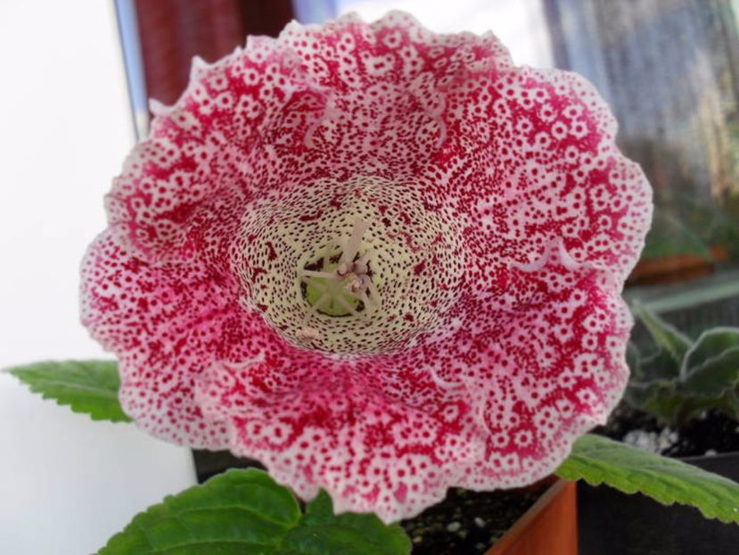 Dotted Red  = gasita - Gloxinii pe care doresc sa le recuperez