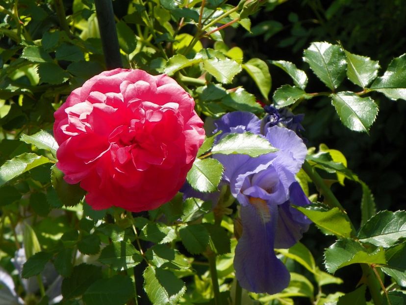 Rosarium Uetersen - Trandafiri 2017-1