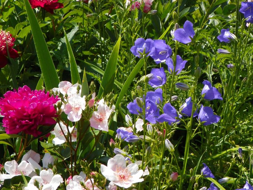 7 iun (144) - Vara 2017