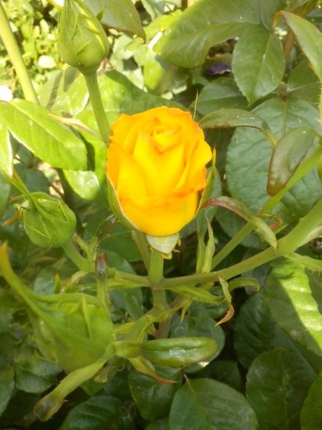 nr 26 - 0 TRANDAFIRI DIMOV 2017