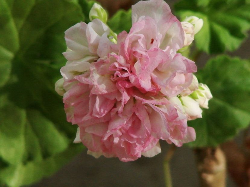 PELA JEANIE HUNT - provizoriu