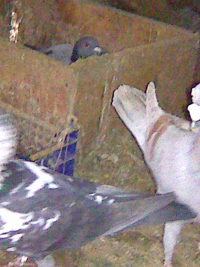 Imagine0145 - porumbei voiajori 2011