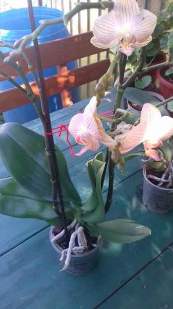 Roz cu dungi - Orhidee