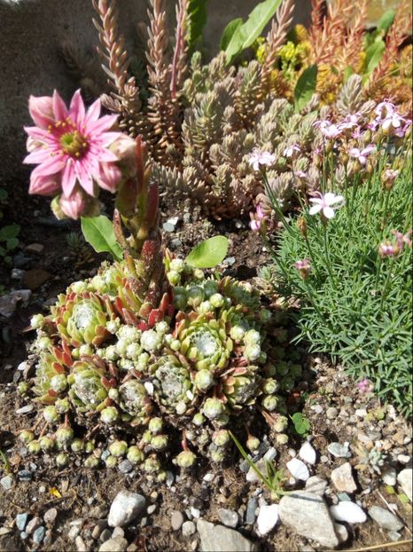 Surpriza zilei - Vara