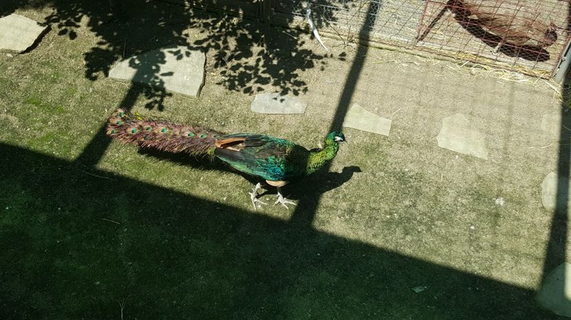  - 9--PAUN VERDE JAWA