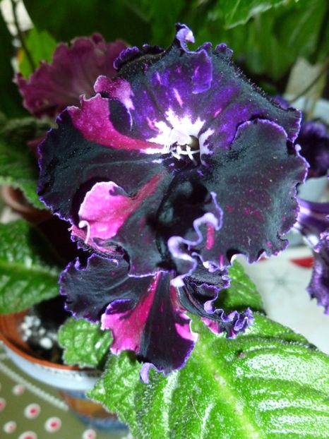  - 0 Zambetul florilor continua