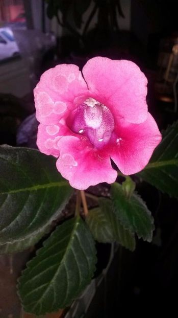  - gloxinii si minisiningii