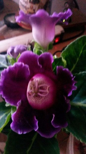  - gloxinii si minisiningii