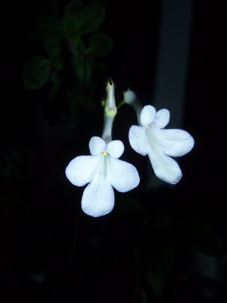 Doi licurici :) - streptocarpela alba - 0 Zambetul florilor continua