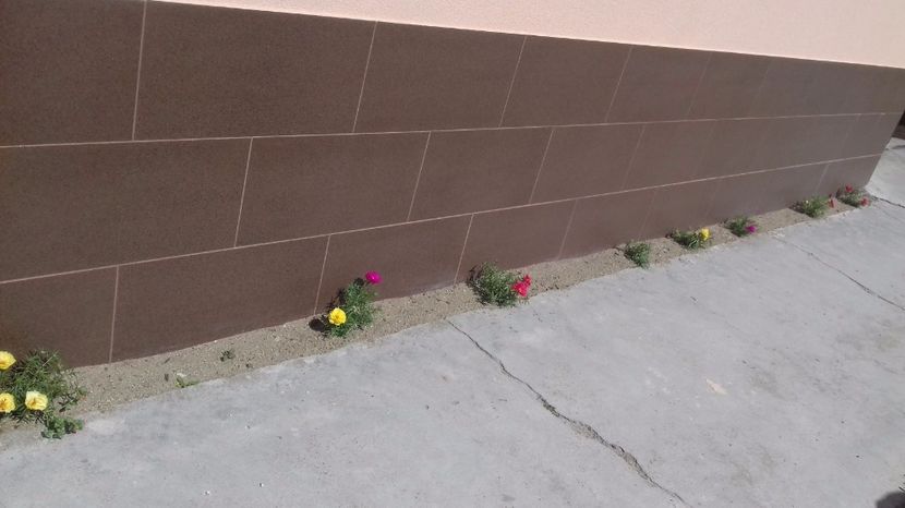  - flori primavara 2017