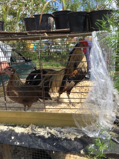  - TARG MONOR 14 05 2017