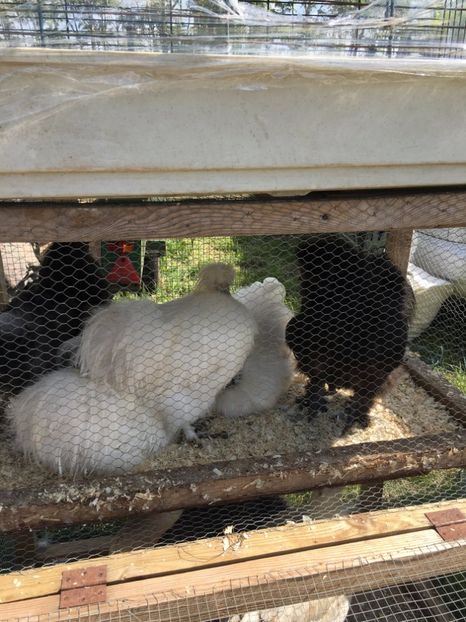  - TARG MONOR 14 05 2017