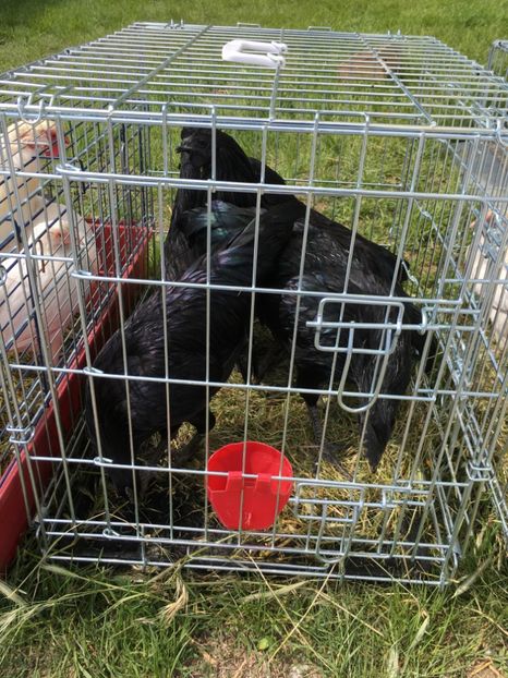  - TARG MONOR 14 05 2017