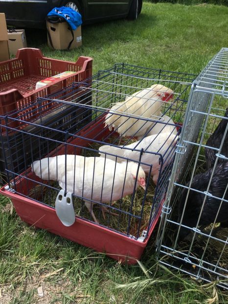  - TARG MONOR 14 05 2017