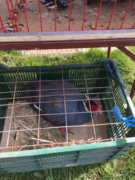  - TARG MONOR 14 05 2017