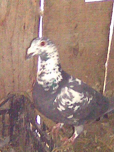Imagine0147 - porumbei voiajori 2011