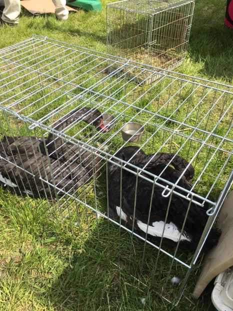  - TARG MONOR 14 05 2017