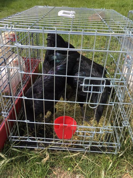  - TARG MONOR 14 05 2017