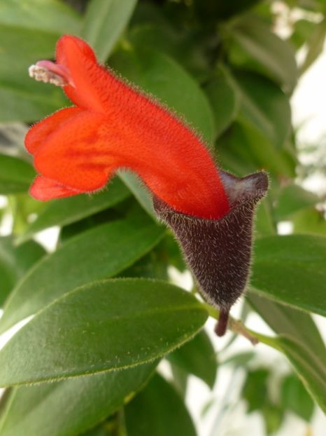 Aeschynanthus - 0 Zambetul florilor continua